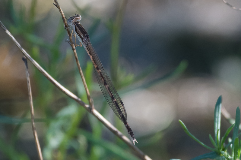 Common Winter Damselfly